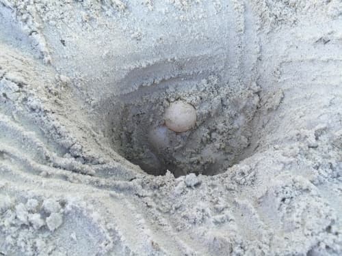 Sea-turtle hatchling season