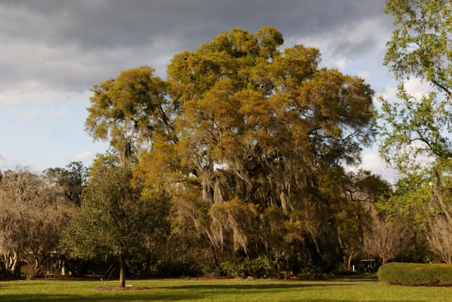 Harry P. Leu Gardens — the venue, not this event