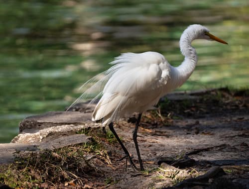 Gatorland rookery photographer's pass