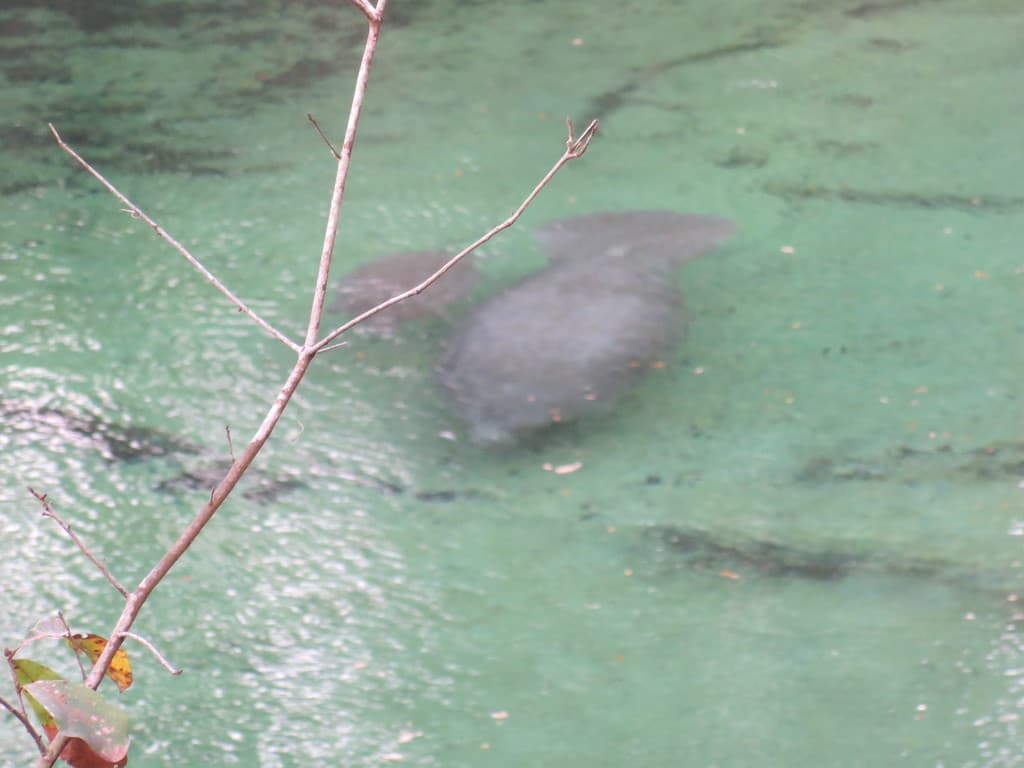 Manatee aggregations — Blue Spring run