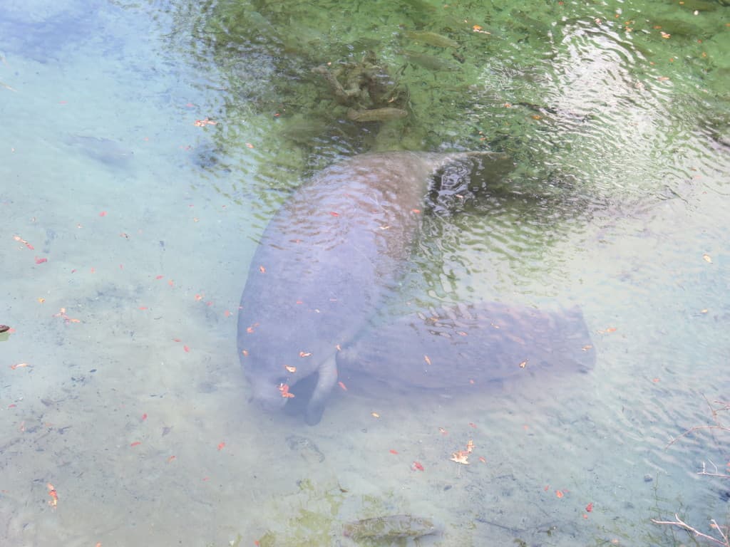 Manatee aggregations — Three Sisters Springs