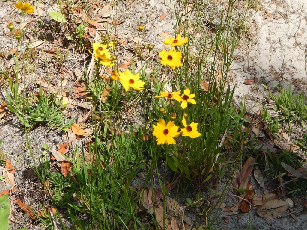 Coreopsis & phlox roadside bloom