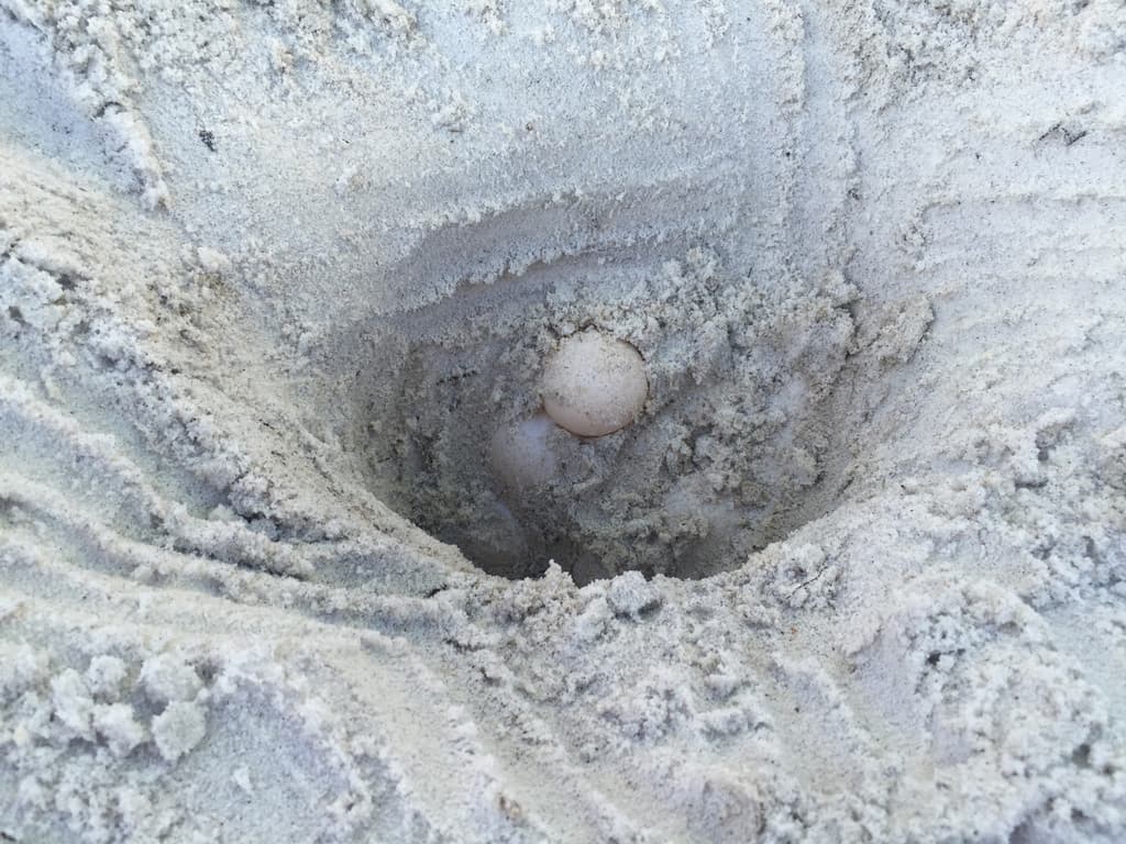 Sea-turtle hatchling season