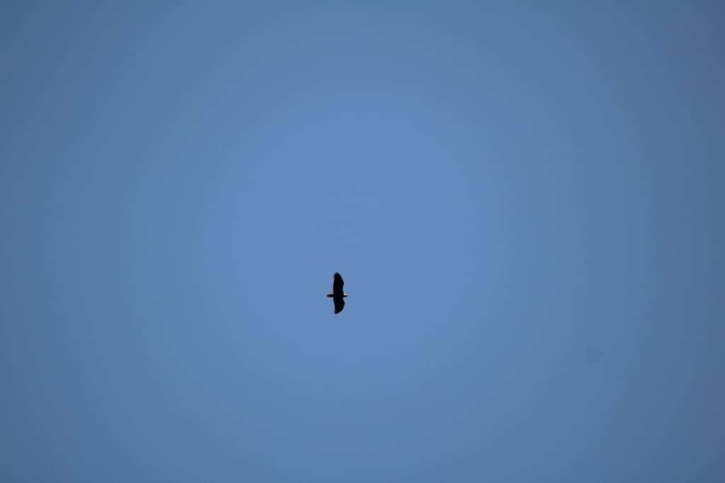 Bald eagle nesting season