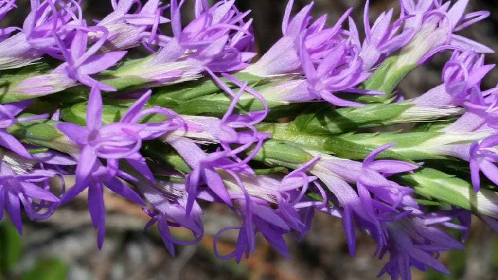 Blazing star & fall wildflowers, Lake Wales Ridge scrub