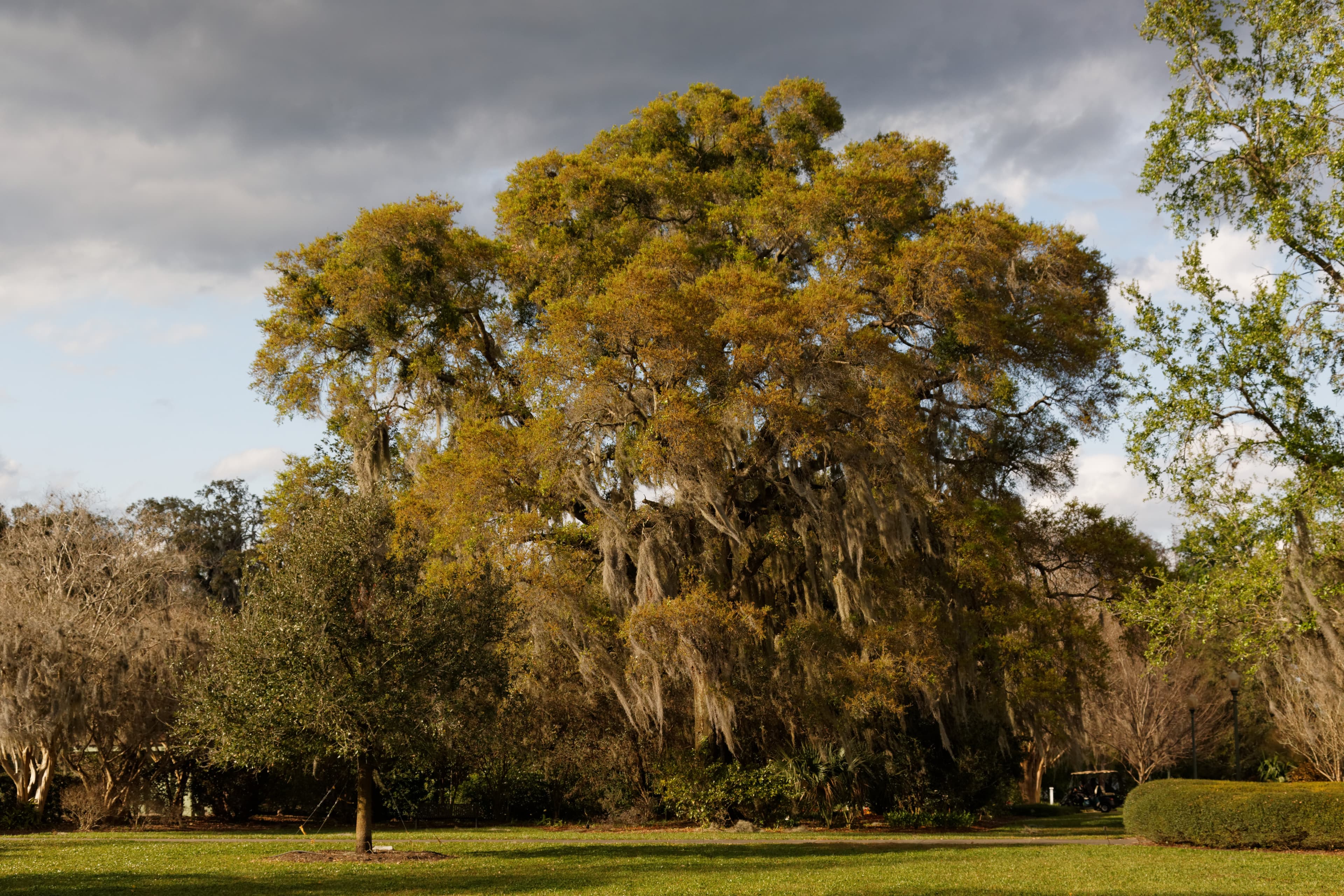 Harry P. Leu Gardens — the venue, not this event